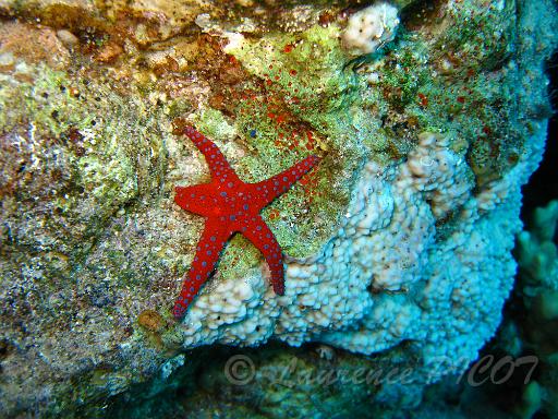 Etoile de mer Formia milleporella.JPG